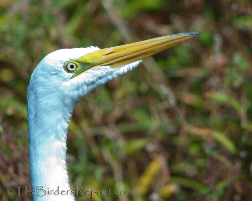 Great Egret Portrait