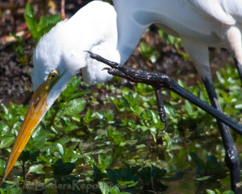 Great Egret Scratching