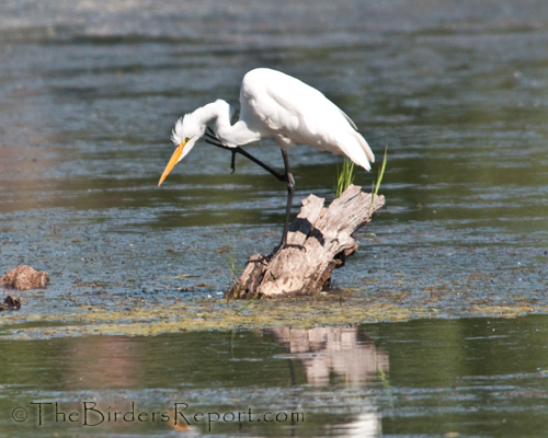 Great Egret Scratching