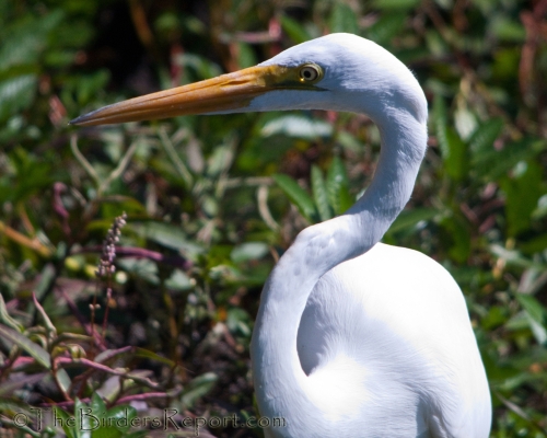 Great Egret