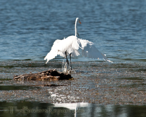 Great Egret In Flight