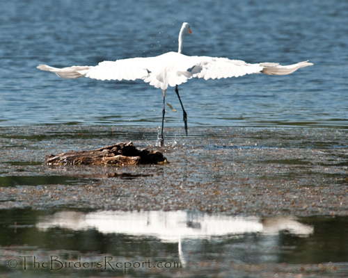 Great Egret In Flight