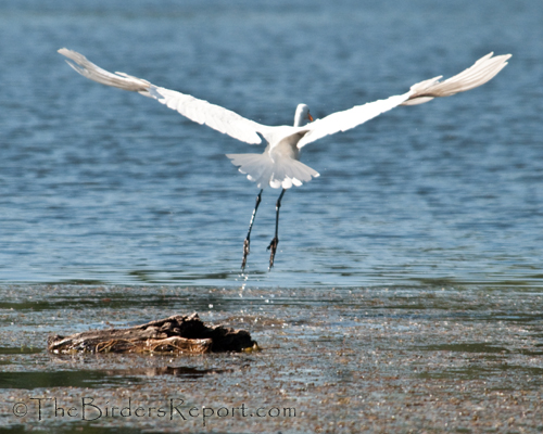 Great Egret In Flight