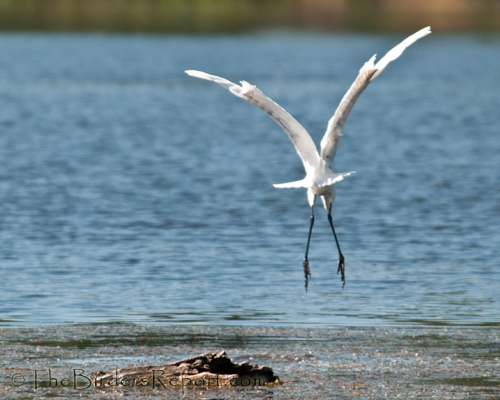 Great Egret In Flight