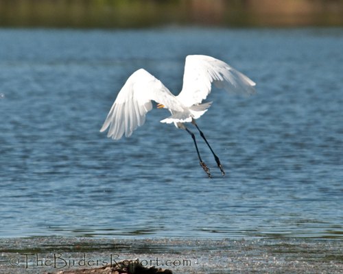 Great Egret In Flight