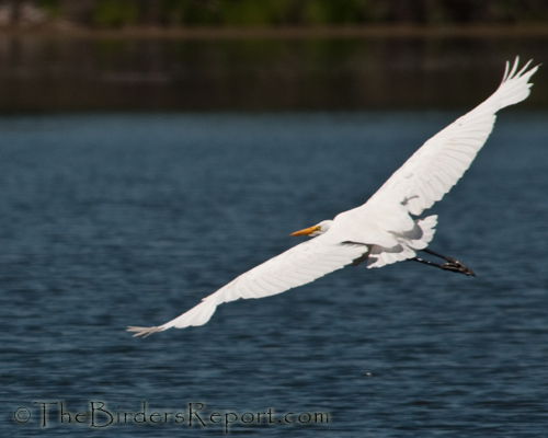 Great Egret In Flight