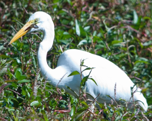 Great Egret With Fish