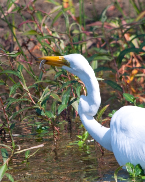 Great Egret With Fish