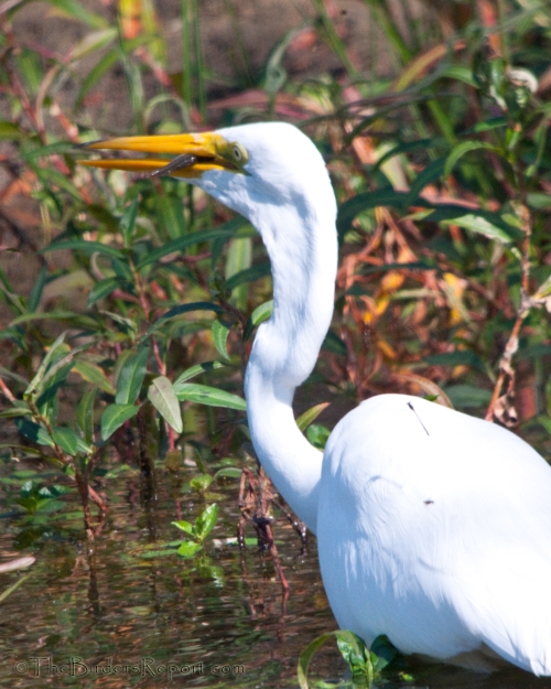 Great Egret With Fish