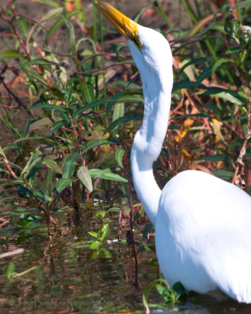 Great Egret Swallowing Fish