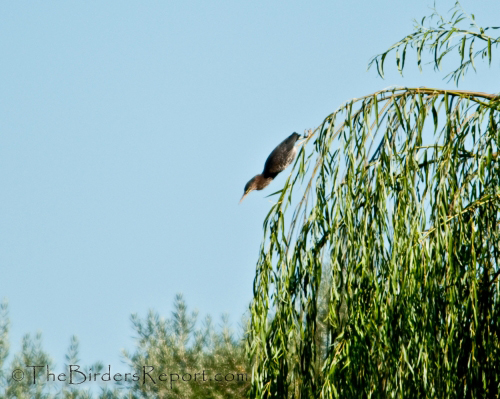 Green Heron, heron