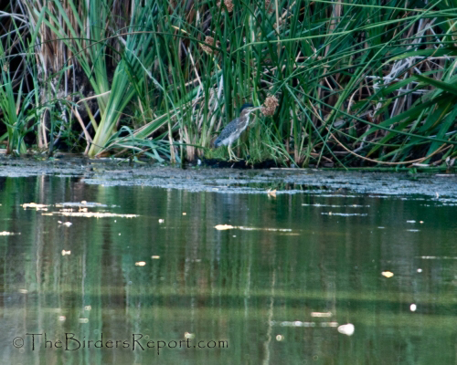 Green Heron, heron