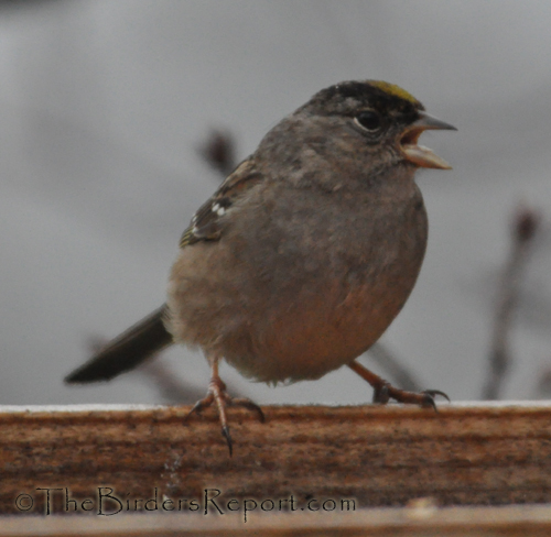 Golden-crowned Sparrow At Tray Feeder