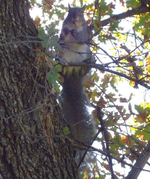 Gray Squirrel