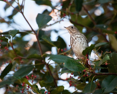 Hermit Thrush