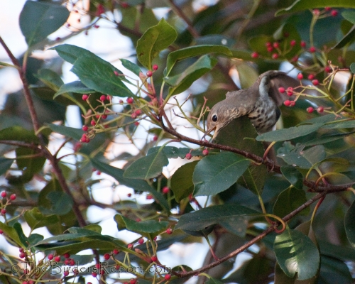 Hermit Thrush