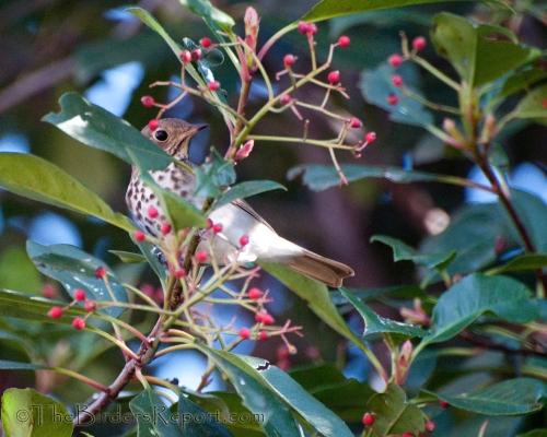 Hermit Thrush