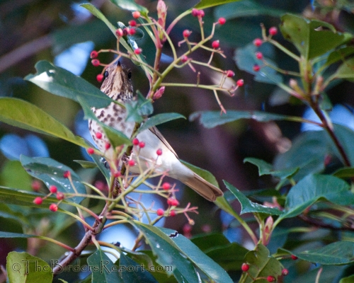 Hermit Thrush