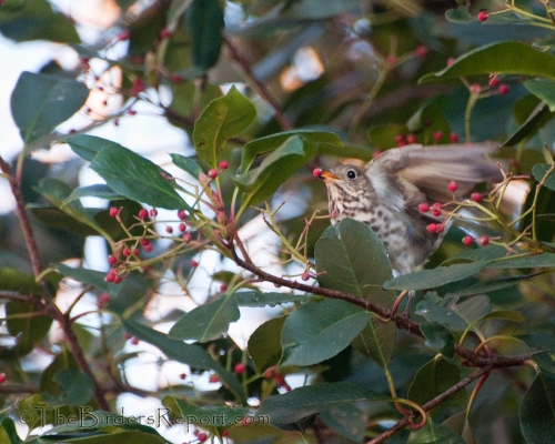 Hermit Thrush with Berry