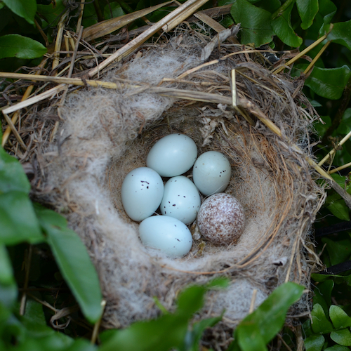 House Finch Nest with Brown-headed Cowbird Egg