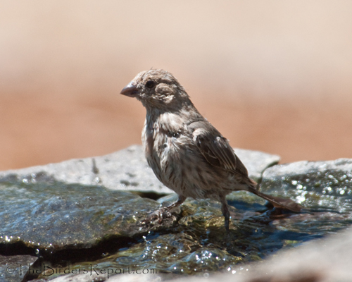 Female House Finch, finch