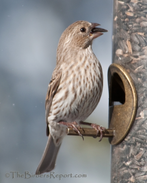House Finch Female