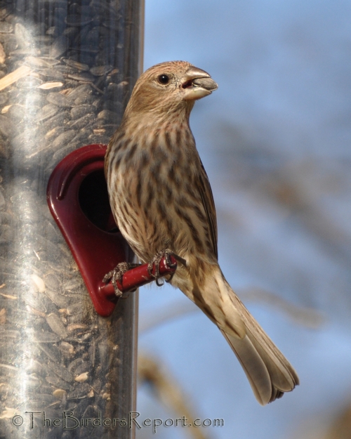 House Finch Female