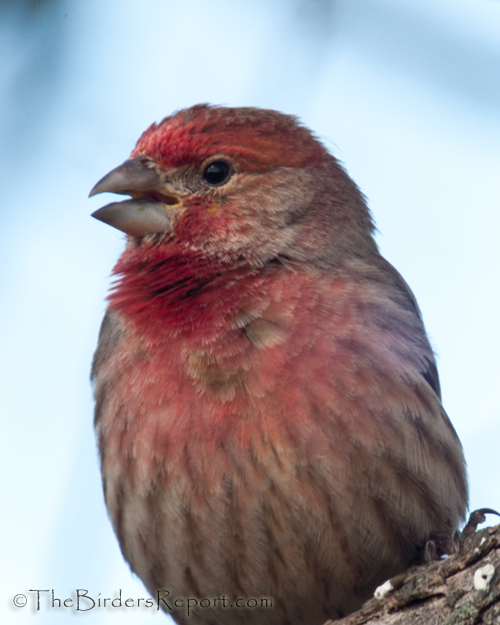 House Finch, finch, digiscoped