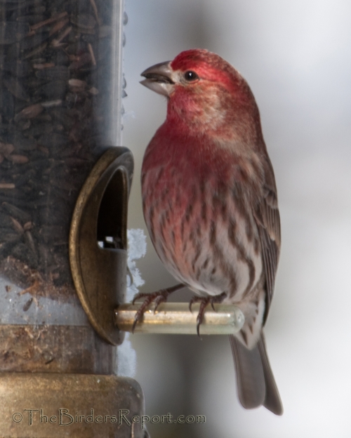 Male House Finch