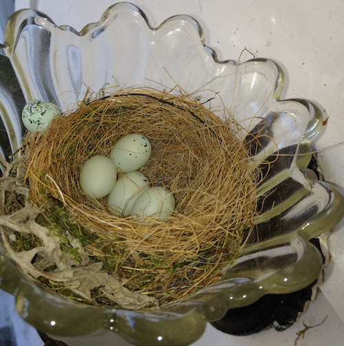 House Finch Nest and Eggs