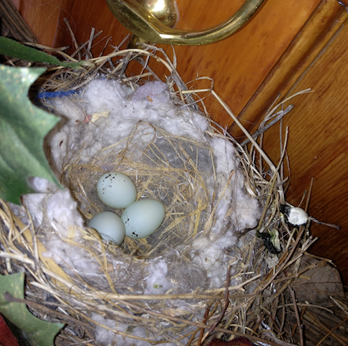 House Finch Nest and Eggs