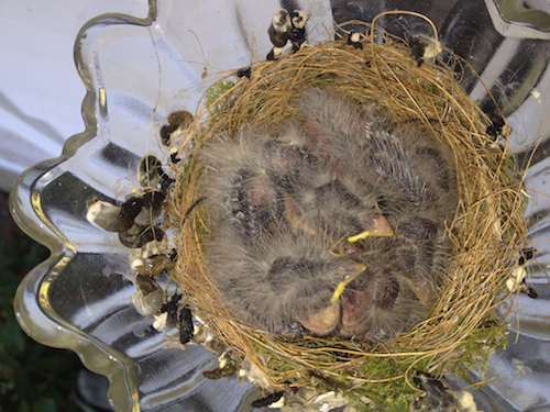 House Finch Nest and Chicks
