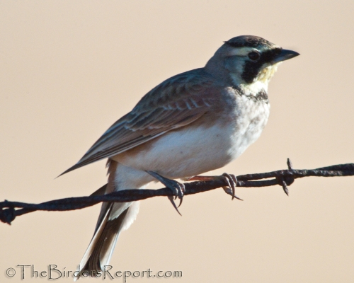 Horned Lark