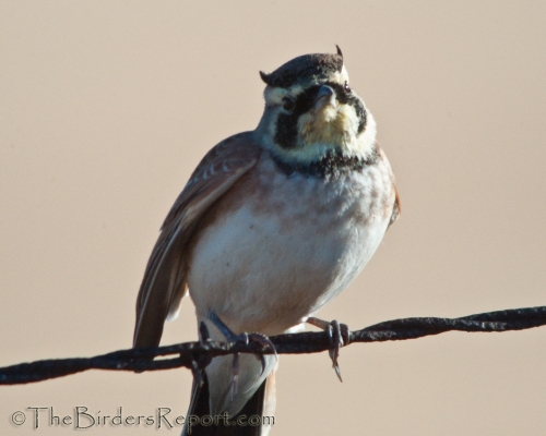 Horned Lark