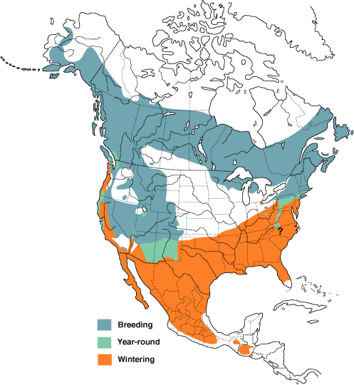 Hermit Thrush Range Map
