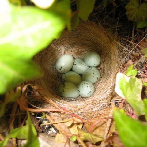 House Finch Nest and Eggs
