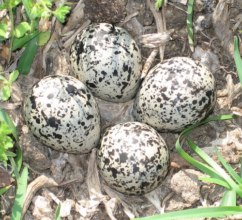 Killdeer Nest and Eggs