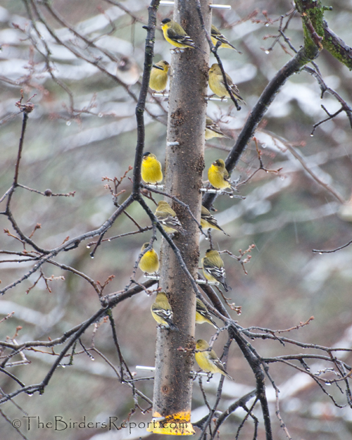 Lesser Goldfinch at Thistle Feeder