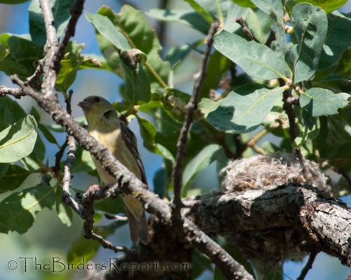 lesser Goldfinch Female Along Side Her Nest