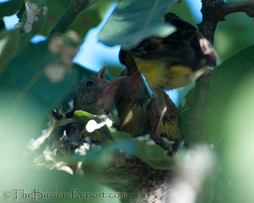 Lesser Goldfinch Chicks 9 Days Old Being Fed By Male