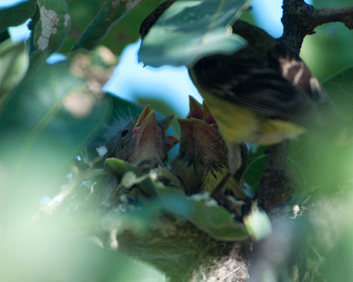 Lesser Goldfinch Chicks 9 Days Old Being Fed By Dad