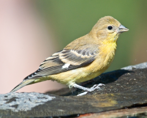 Lesser Goldfinch Female