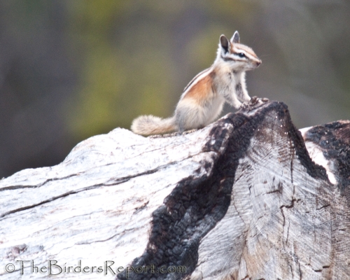 Lodgepole Chipmunk