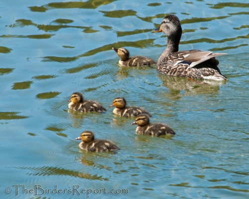 Mallard, duck