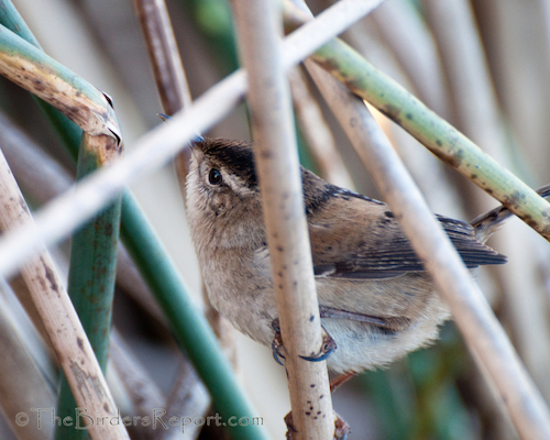 Marsh Wren