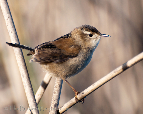 Marsh Wren