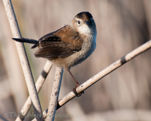 Marsh Wren