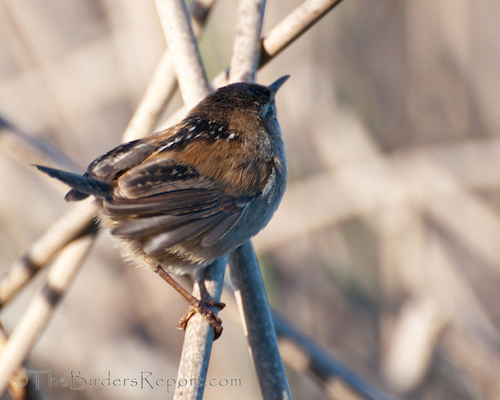 Marsh Wren