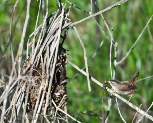 Marsh Wren Building Nest, wren