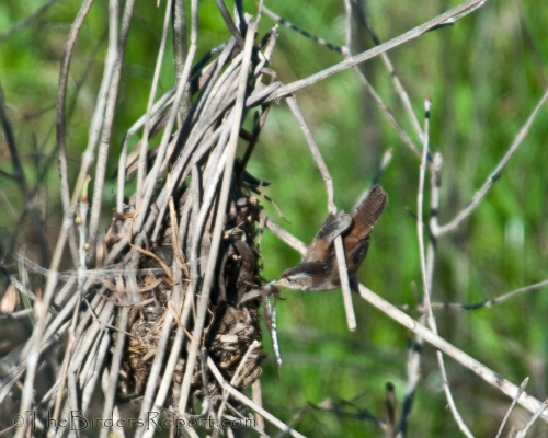 Marsh Wren Building Nest, wren